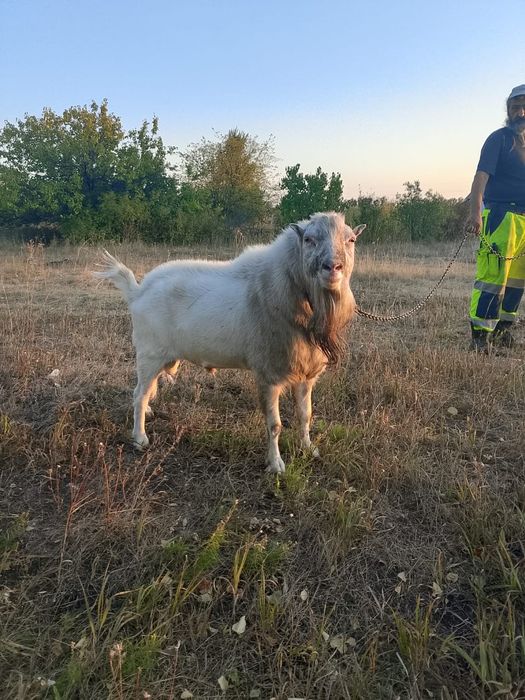 Козел на в'язку. Рогань