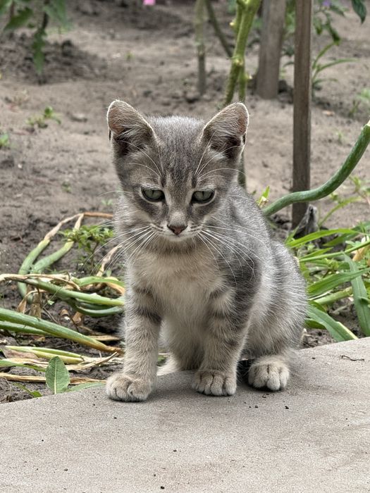 Котики шукають свою  домівку