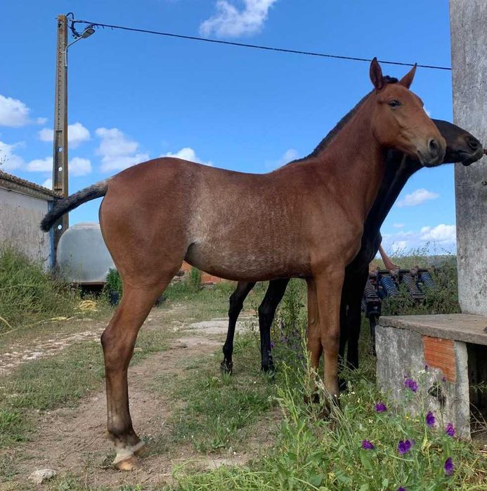 Poltra de 32 meses pelagem lasa Rara Ourique • OLX.pt