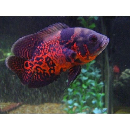 Pielęgnica Pawiooka Red Tiger Astronotus ocellatus pielęgnice rybki