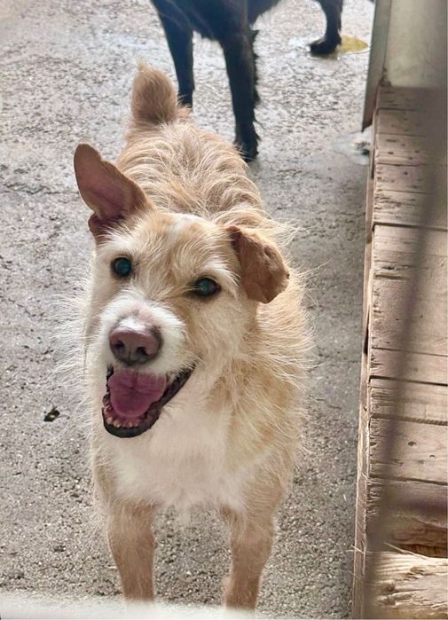 Repas - cao jovem medio-pequeno para adocao