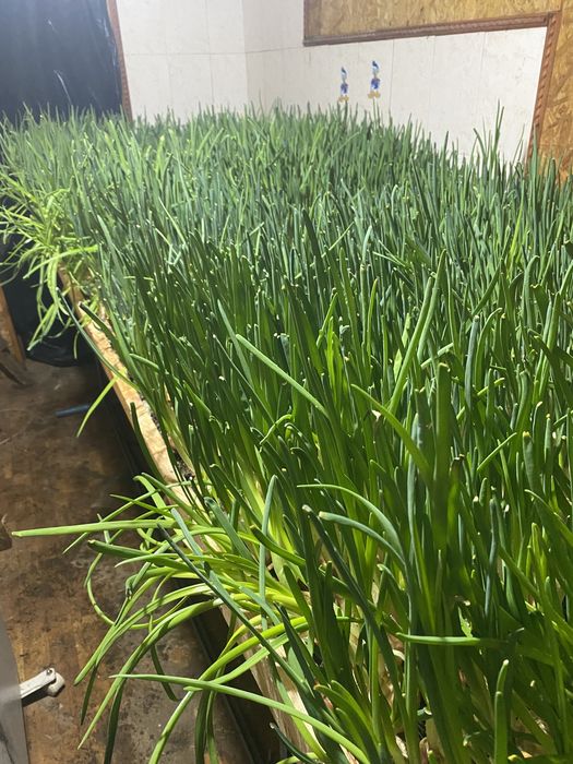 Лук перо оптом