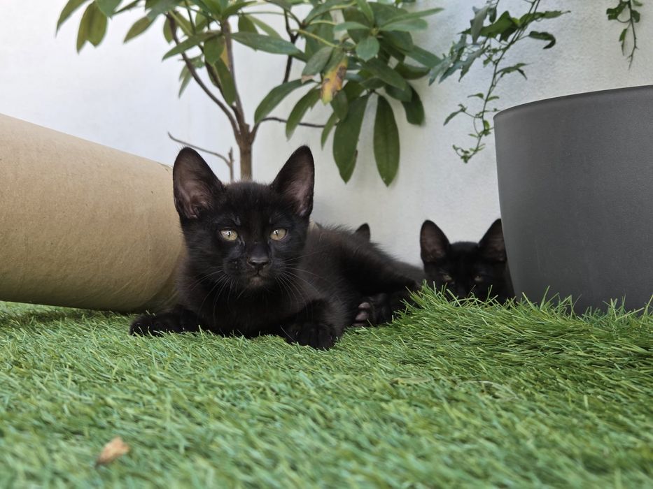 Gatinhos machos para adoção