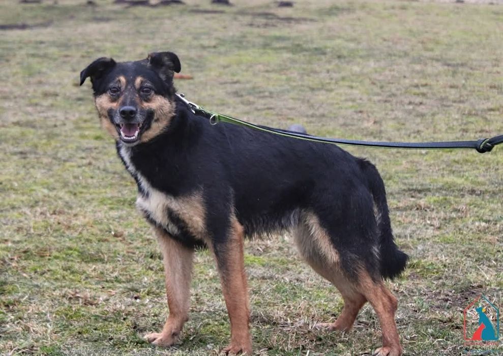 Fiona 33/22 - SZUKA DOMU!