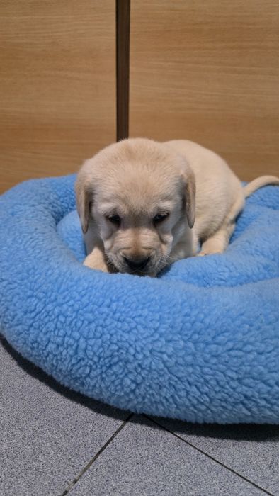 Labrador Retriever fêmea