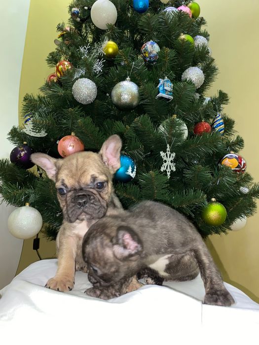 Французький бульдог