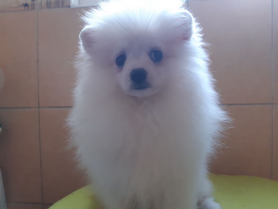 Цуценята померанського шпіца