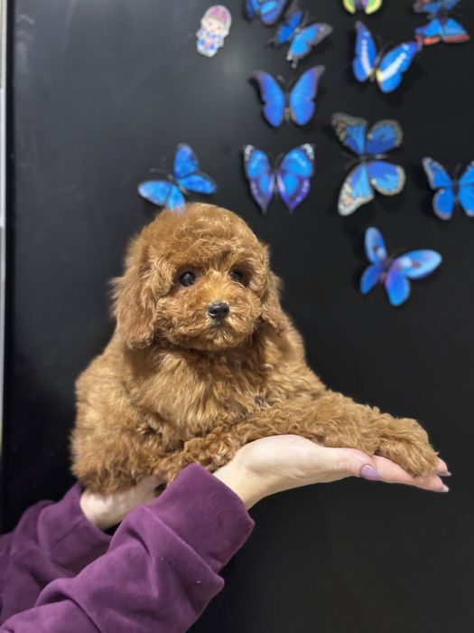 Мальтипу девочка ред браун пушистая коричневая кучерявая