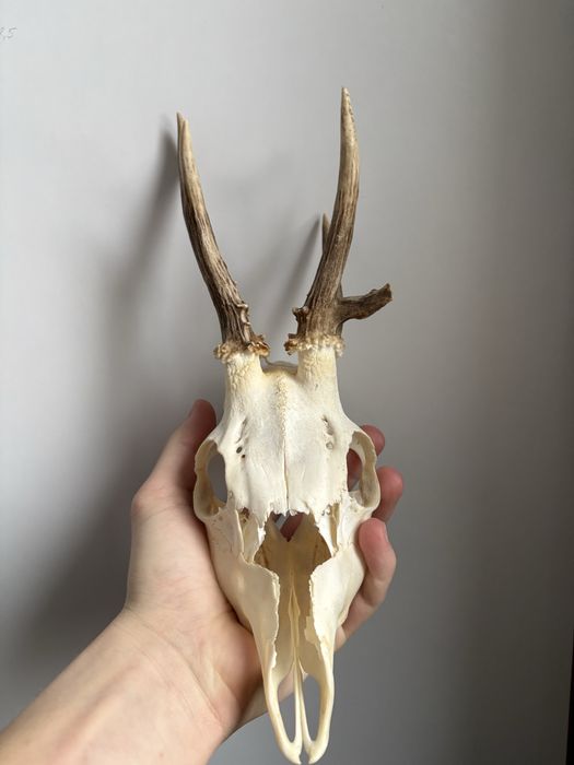 Czaszka kozła , myłkus , poroże , parostki