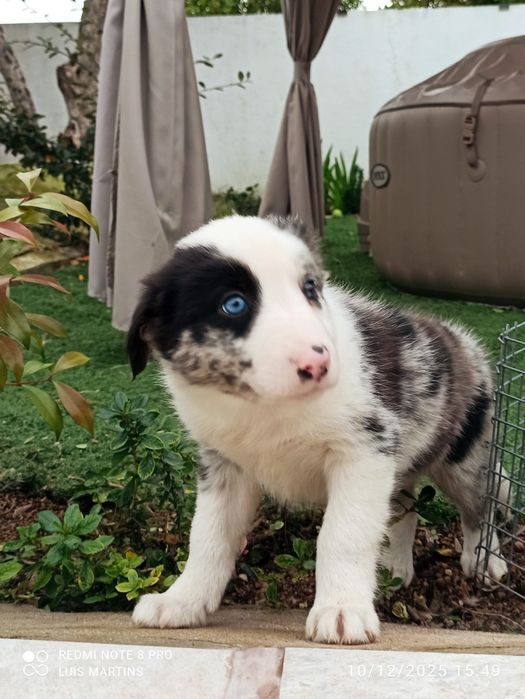 Cachorro border collie