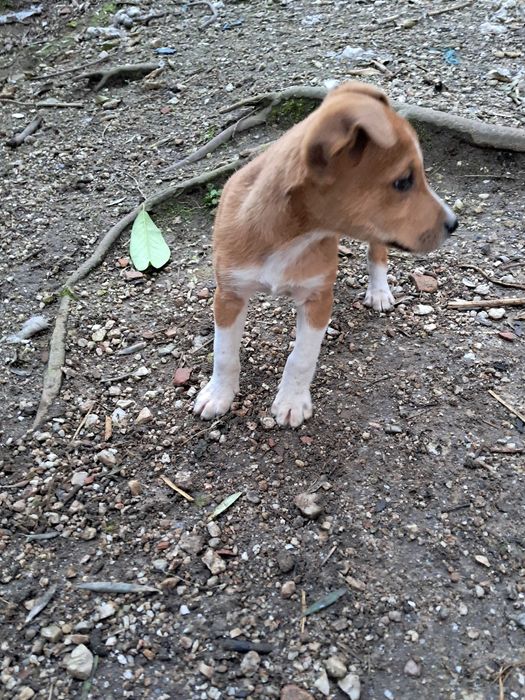 Cachorrinho para adoção