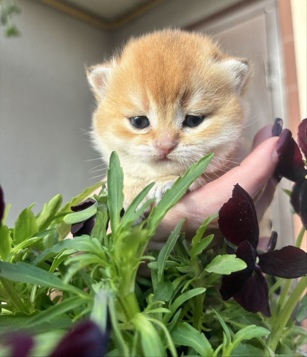 Гарнюнє Кошеня золота шиншила