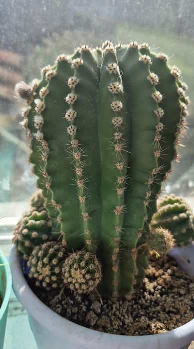 Дітки та підрощений квітучий кактус (великі білі квіти)