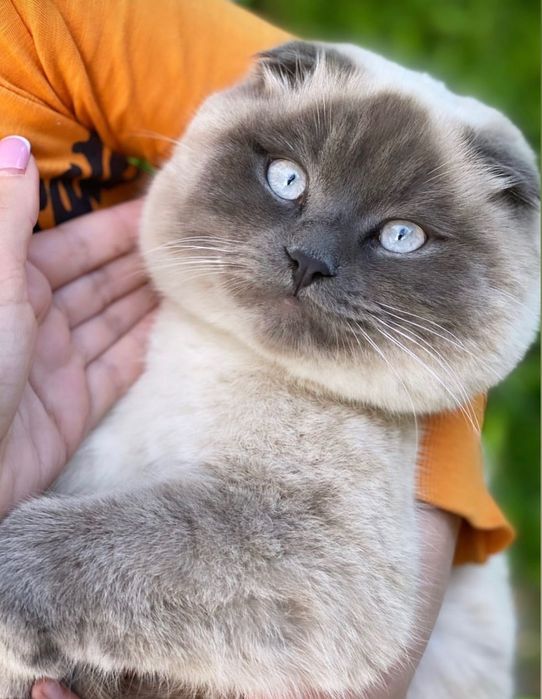 Британський котик