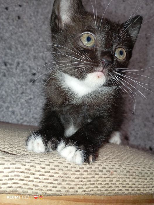 Маленькі комочки шукають дімВіддам безкоштовно в люблячу сім'ю.