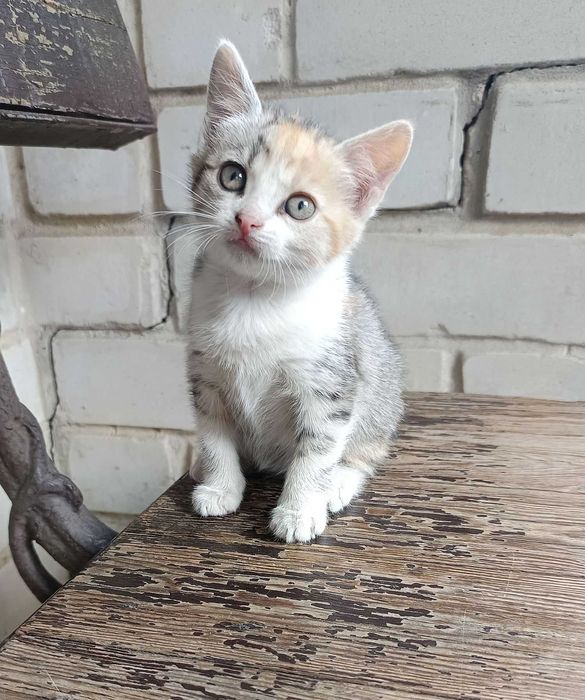 Шикарные Котята бесплатно