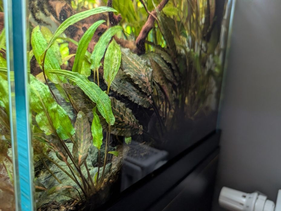 Cryptocoryne nurii Rosen maiden, rarytas, roślina akwariowa