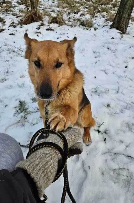 Fox nadal szuka domu