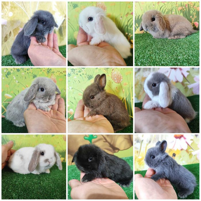 Piękne Mini Lop , Karzełek Niderlandzki  Mini Rex - króliczki miniaturki z renomowanej hodowli