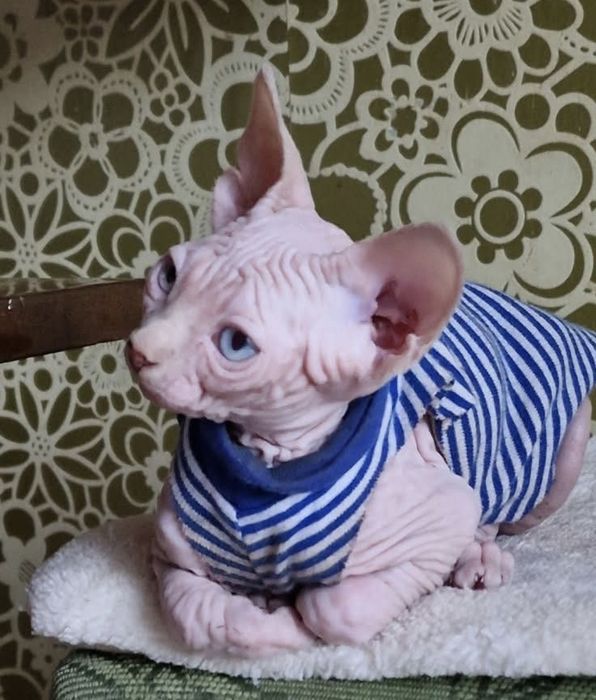 Sfinks Kanadyjski kocurek