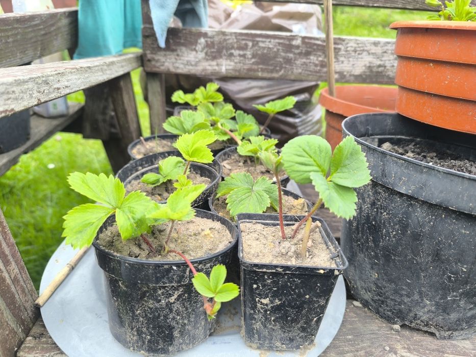 Sadzonki truskawek - 10 sztuk, szybka wysyłka
