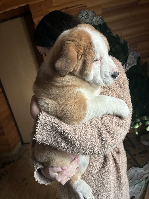 Віддам цуценя алабая