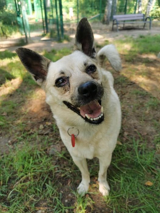 Kropka-czeka na dom..