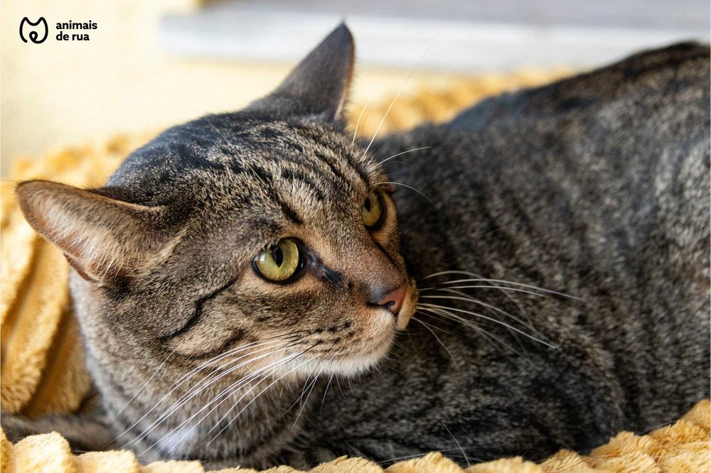 Simba | Para Adoção