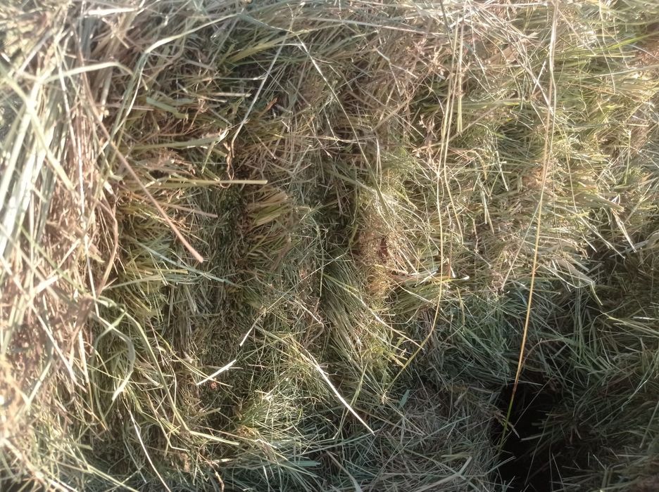 Продам  сіно в тюках