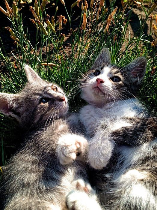 Віддам чудових кошенят