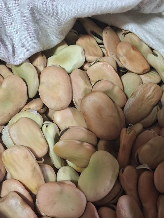 Favas  de semente