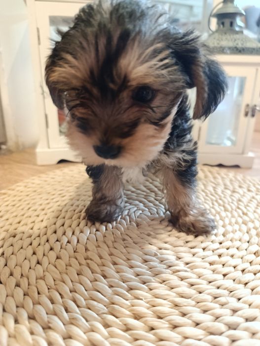 York terrier mini