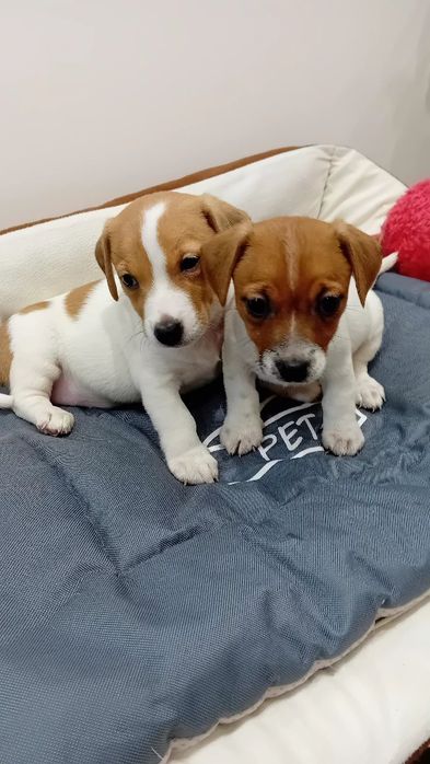 Jack Russell terrier suczka