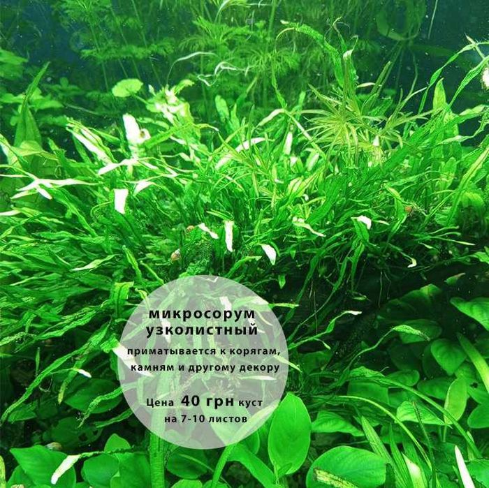 Аквариумные растения по доступным ценам