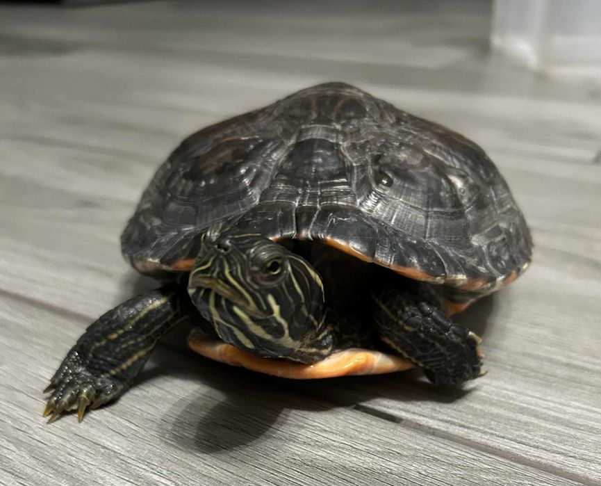 Żółw chiński wodno-lądowy