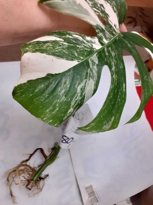 Pdwka /szczepka z BIAA Monstera Variegata Ruda lska  OLX.pl