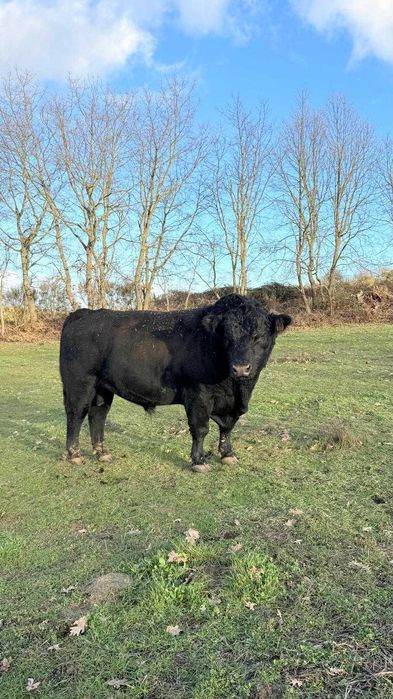 boi angus, 4 anos, com certificado, para criação