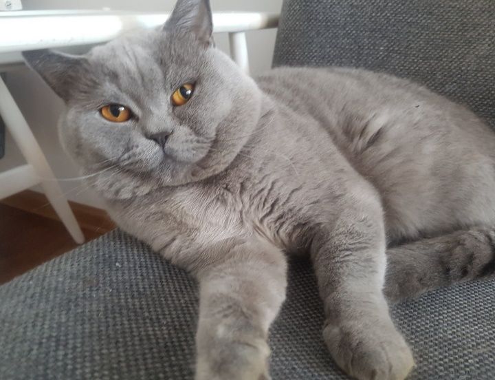 Kocurek niebieski brytyjski