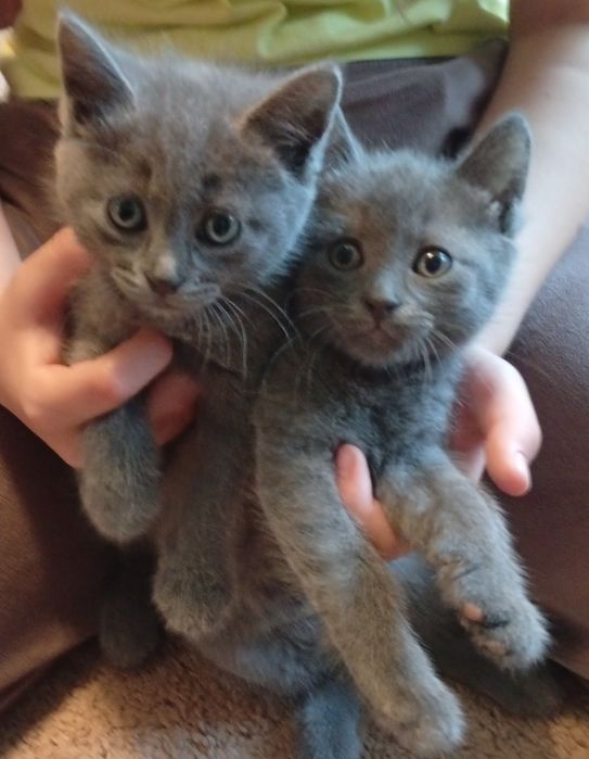 Віддам котиків .