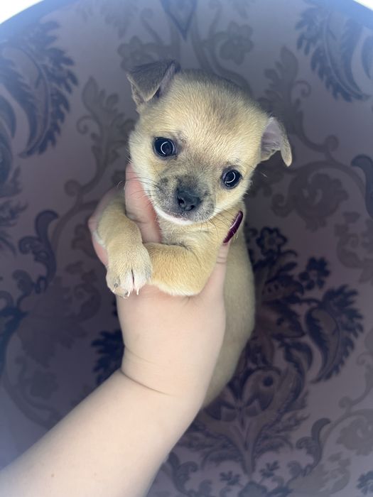 Продам мини девочку чихуаху