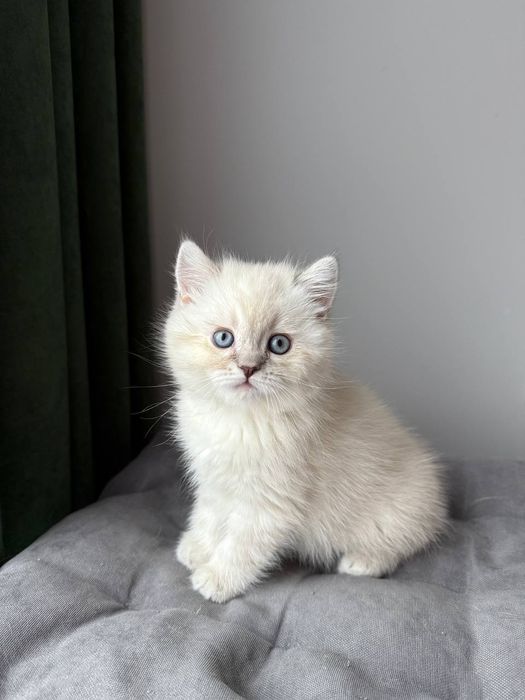 Котенок шотландский поинт Scottish 
Scottish fold