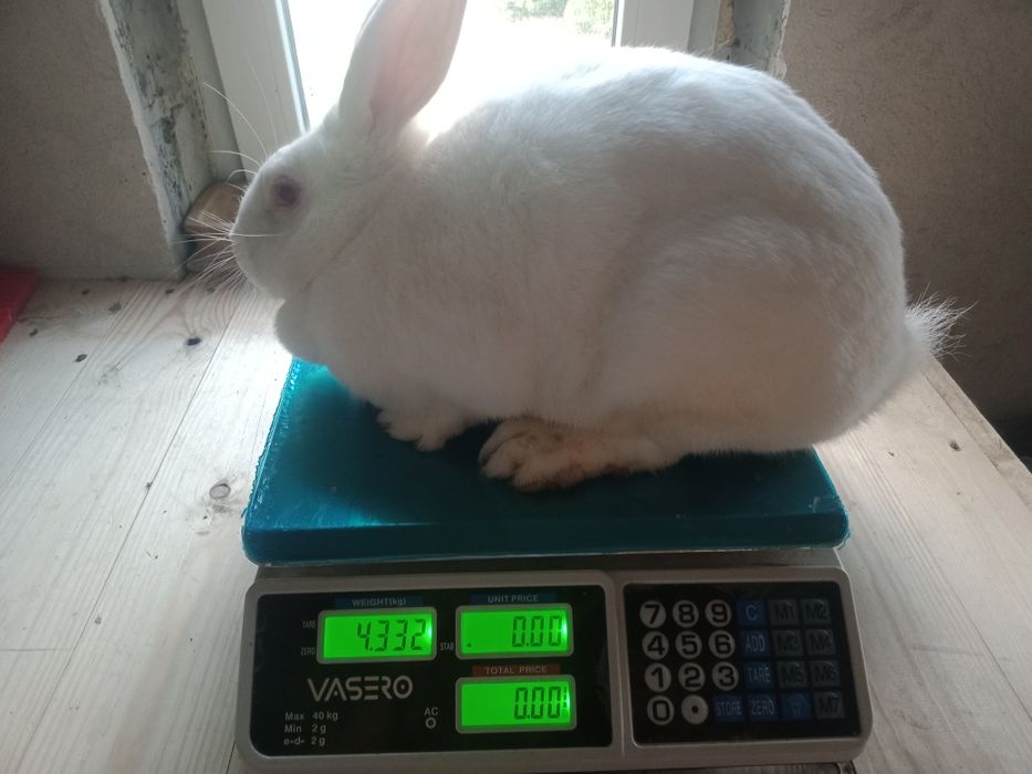 Samica Termondzka Biała