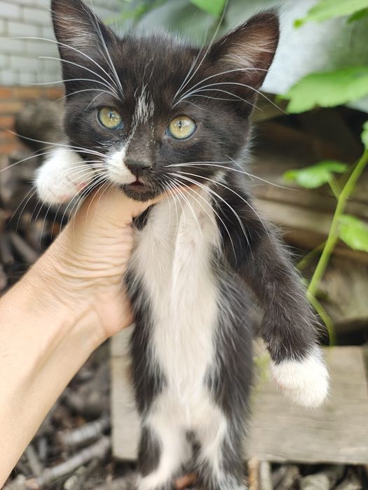 Отдам котят в добрые руки Днепр