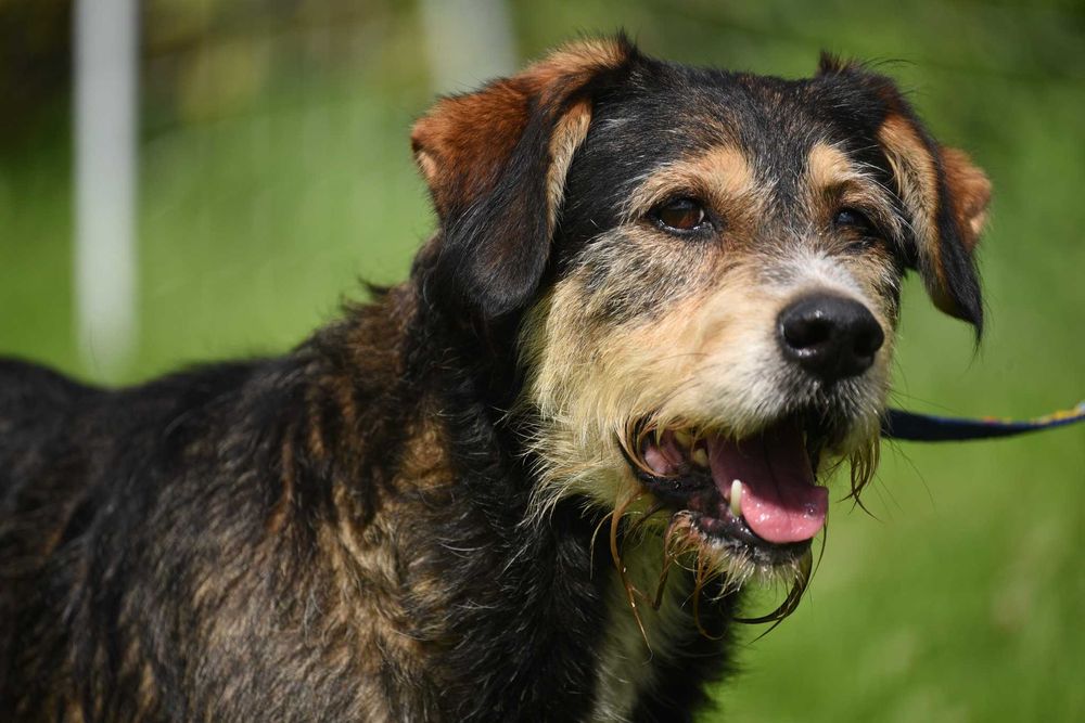 Barton - piesek w średnim wielu szuka domu