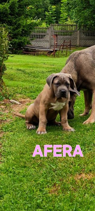 Cane Corso Italiano GOTOWE DO ODBIORU Rodowód Chip