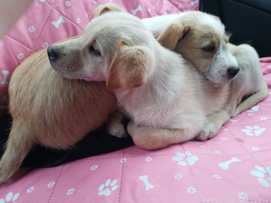 Oddam pieski w dobre ręce