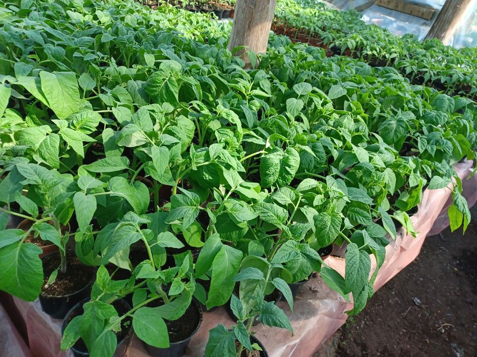 Sprzedam sadzonki pomidorów