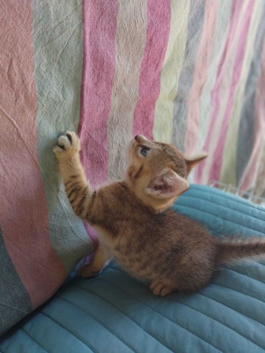 Gatos bebés para adoção consciente