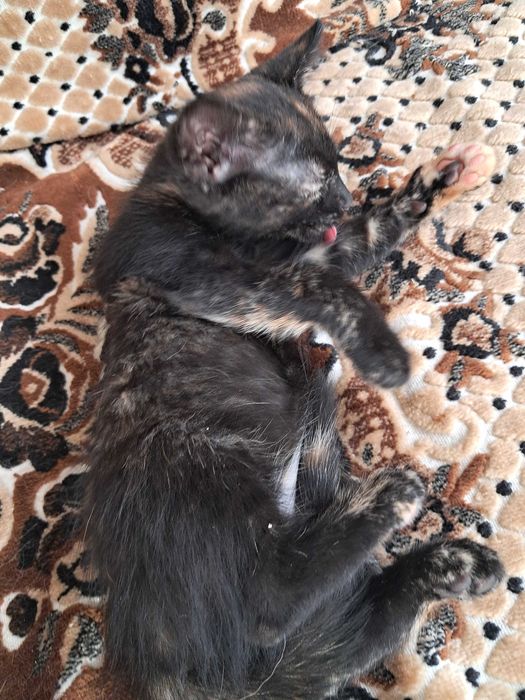 Віддаю кошеняток у добрі руки