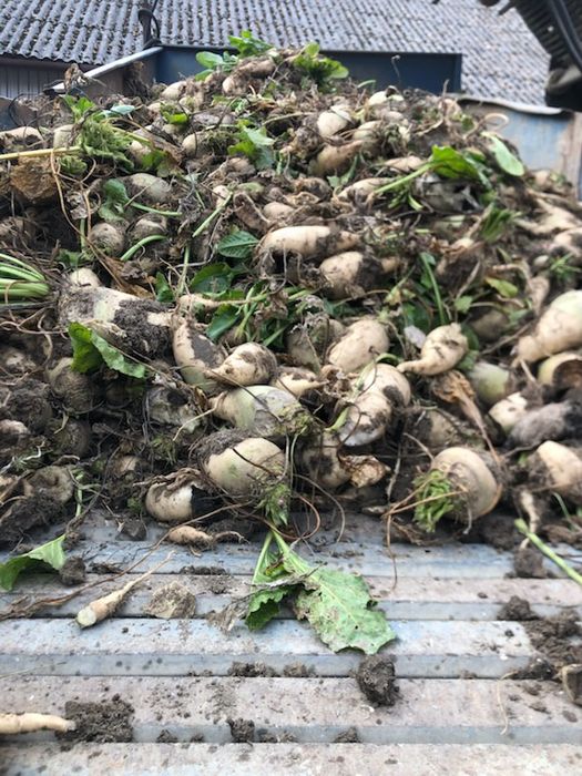 Nasiona buraka pastewnego zentaur poly